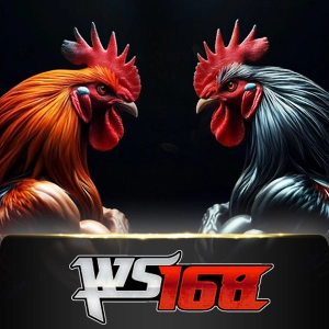 Ws168 Sabung - NOLIMITSLOT777